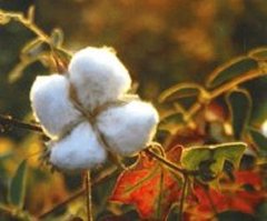 Organic Cotton Boll Ready for Harvesting